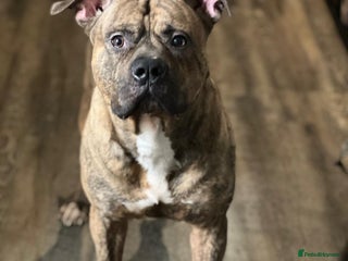 American Bull Staffy dogs - Advert 8