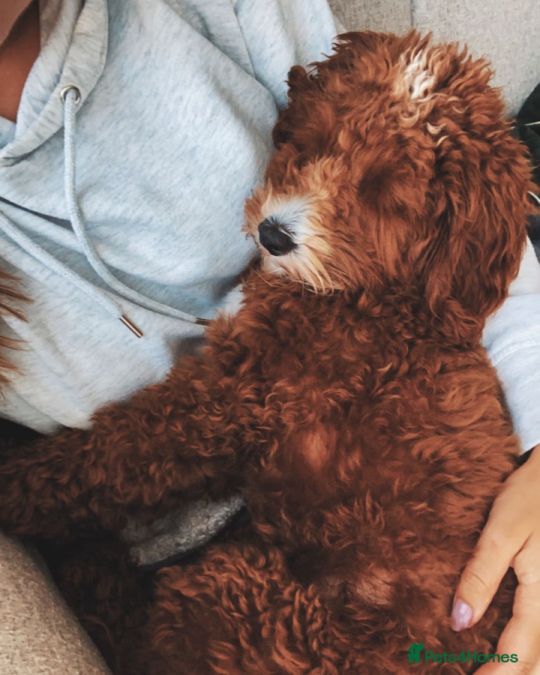 Australian Labradoodle dogs for sale: Aussie Doodle Lottie, 7 Months Old - Image 4