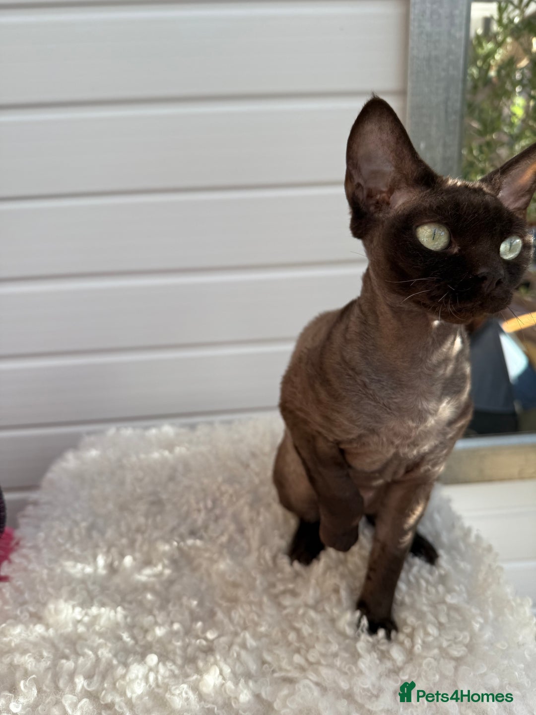 Devon Rex cats for sale: Chocolate Devon Female - Image 10
