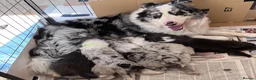 Border Collie dogs for sale: Border collie slate merle and blue or lilac pups in Grantham - Advert 16