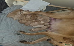 Labrador Retriever dogs for sale: Gorgeous Labrador puppies - Image 6