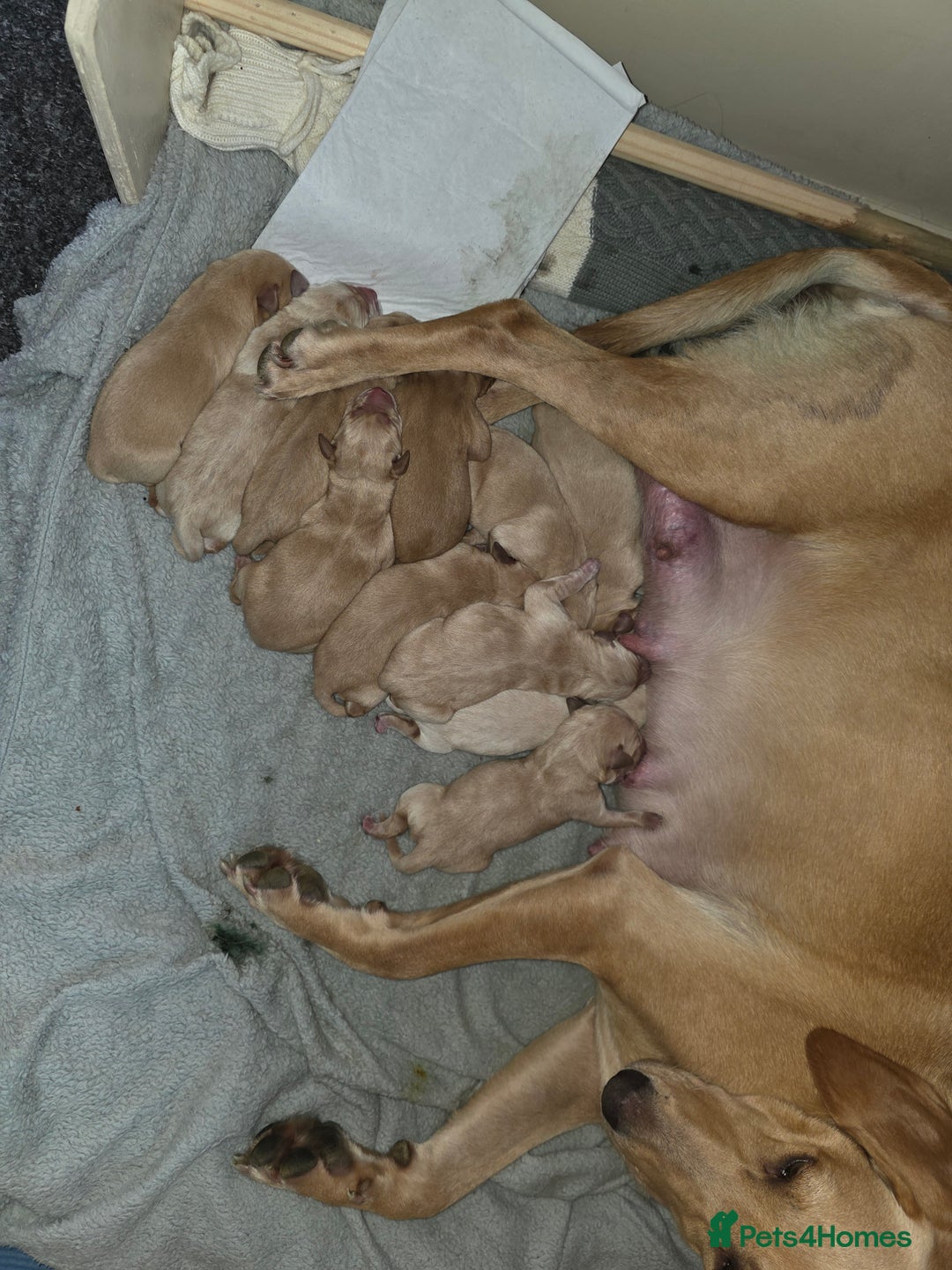 Labrador Retriever dogs for sale: Gorgeous Labrador puppies - Image 6