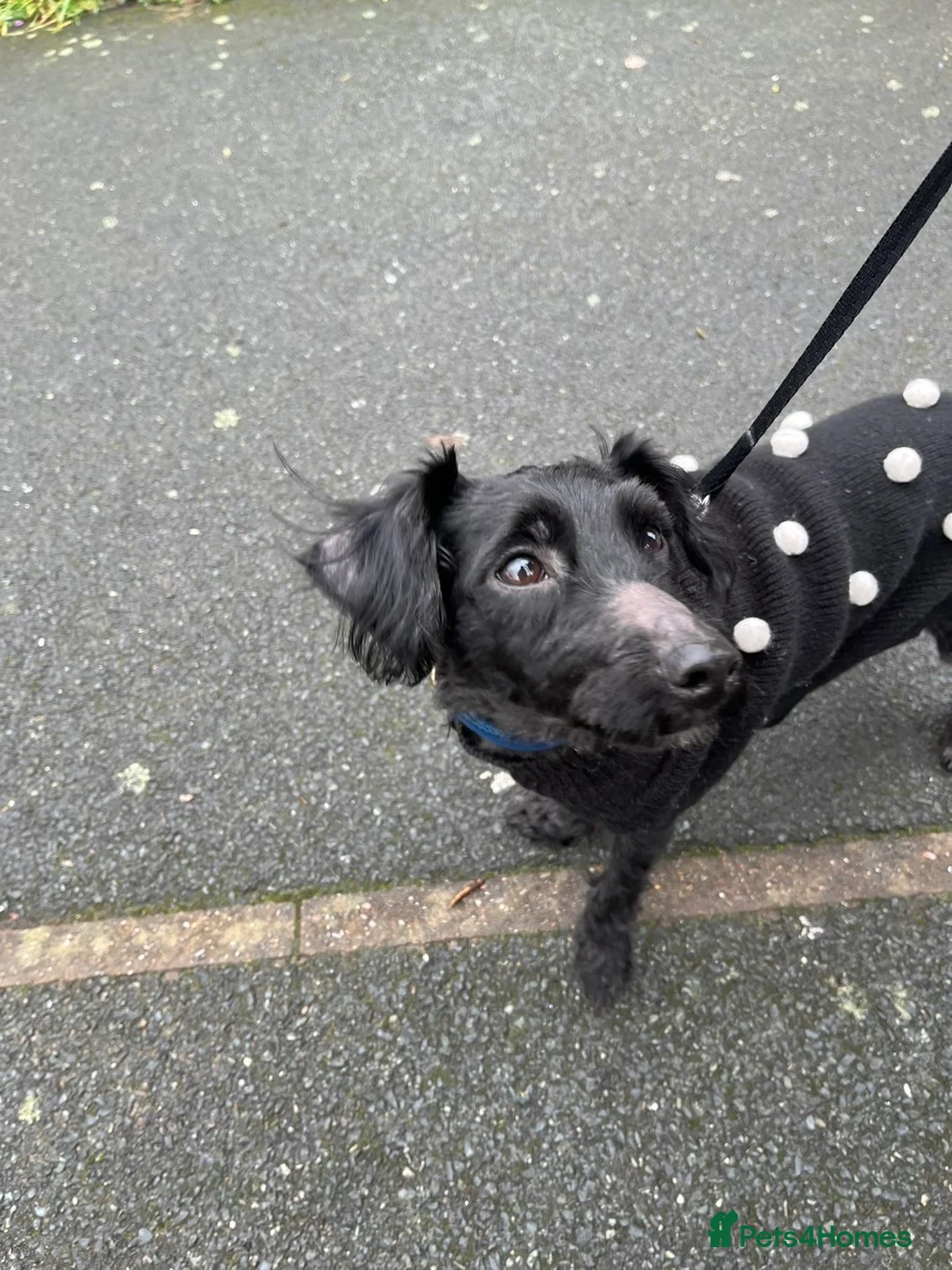 Yorkiepoo dogs for sale: 2 year old male Yorkiepoo for sale  - Advert 20