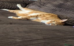 British Shorthair cats for sale: Ginger and white cat  - Image 1