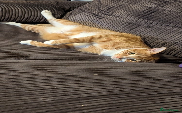 British Shorthair cats - Advert 5