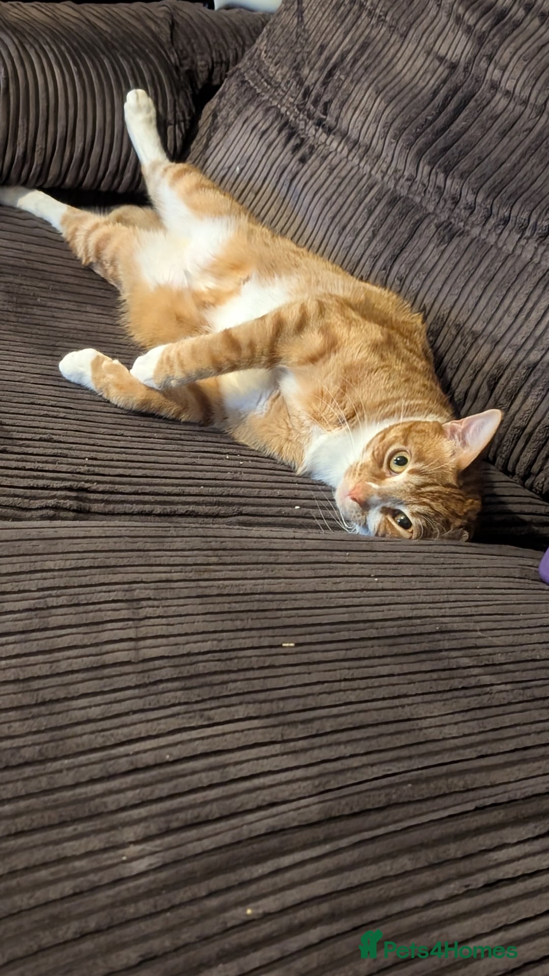British Shorthair cats for sale: Ginger and white cat  - Image 1