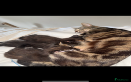 British Shorthair cats for sale: 5 beautiful kittens for sale  - Image 6