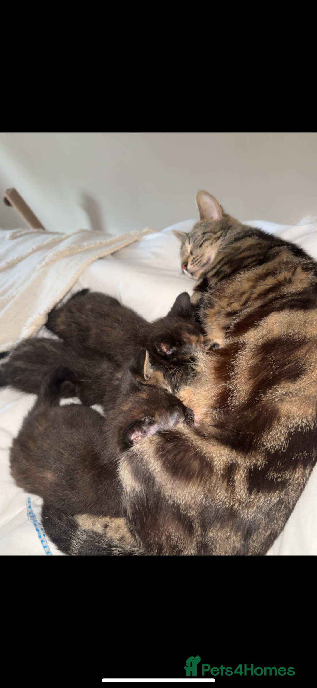 British Shorthair cats for sale: 5 beautiful kittens for sale  - Image 6