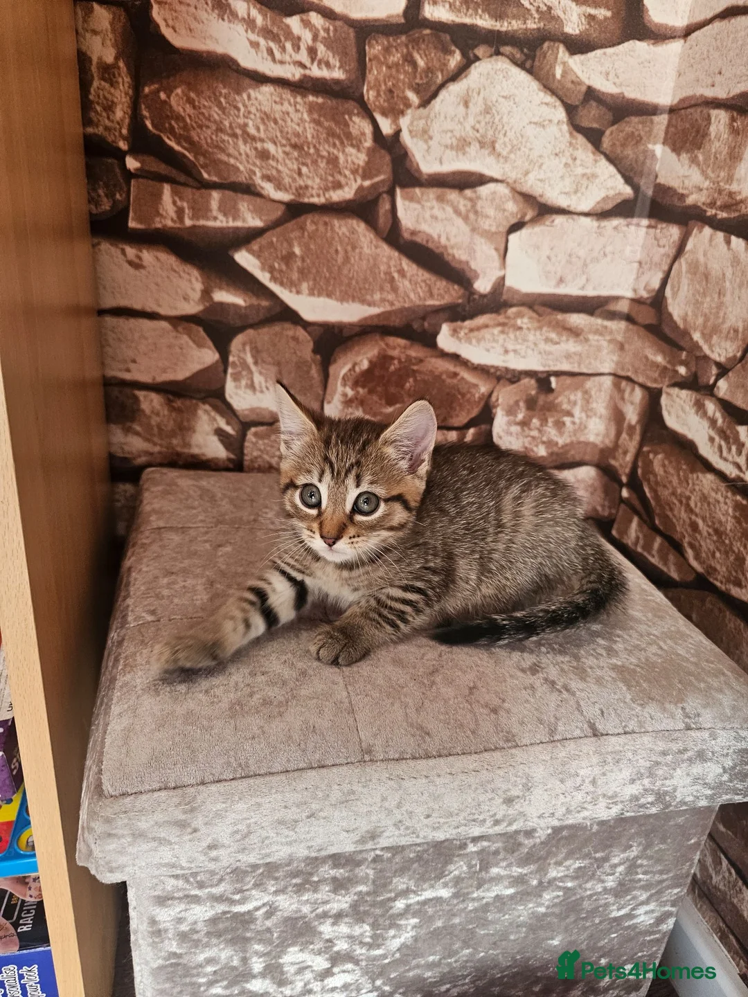 Mixed Breed cats for sale: ​Beautiful kittens looking for a loving home - Advert 2