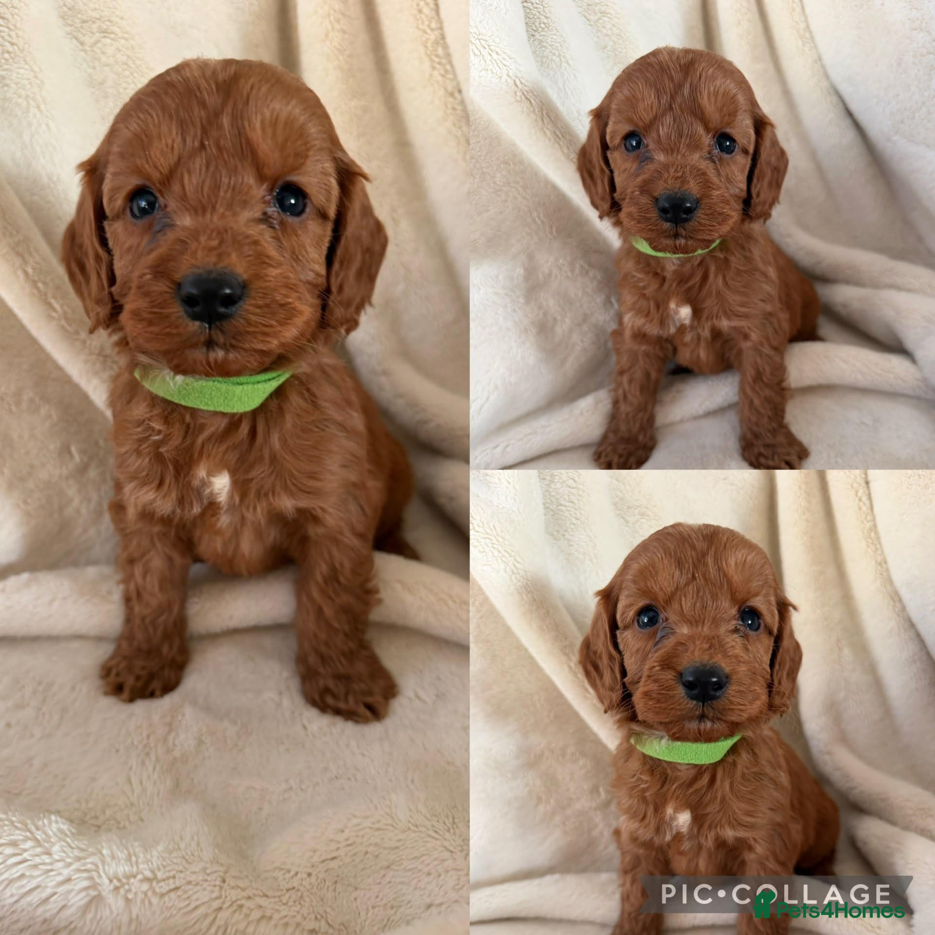 Cockapoo dogs for sale: Health Clear Cockapoo Puppies - Advert 2