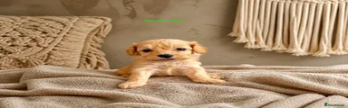 Green Boy