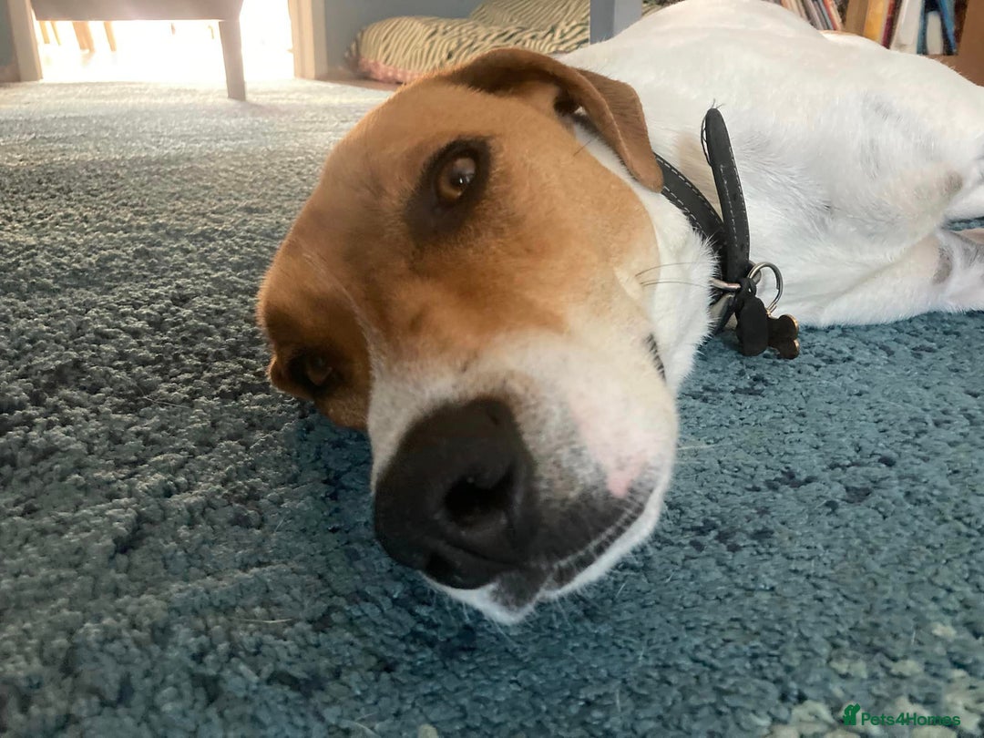 Mixed Breed dogs for adoption: Roscoe Looking For His Forever Home  - Image 9
