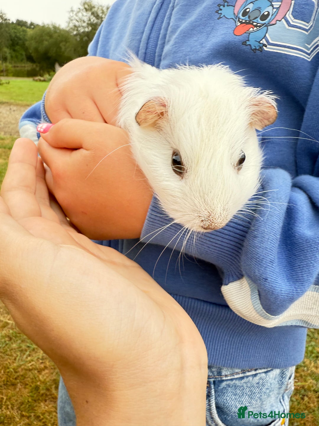 Guinea Pig rodents for sale: Baby Guinea pigs for sale  - Image 6