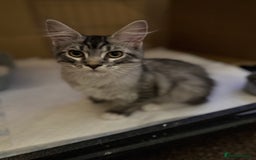 Maine Coon cats for sale: Female Mainecoon For Sale - Image 3