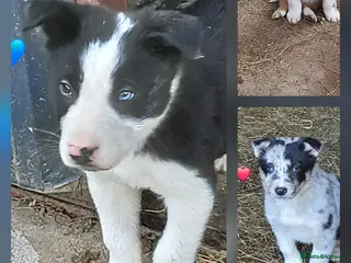 Border Collie dogs Blue merl border collies - Advert 3