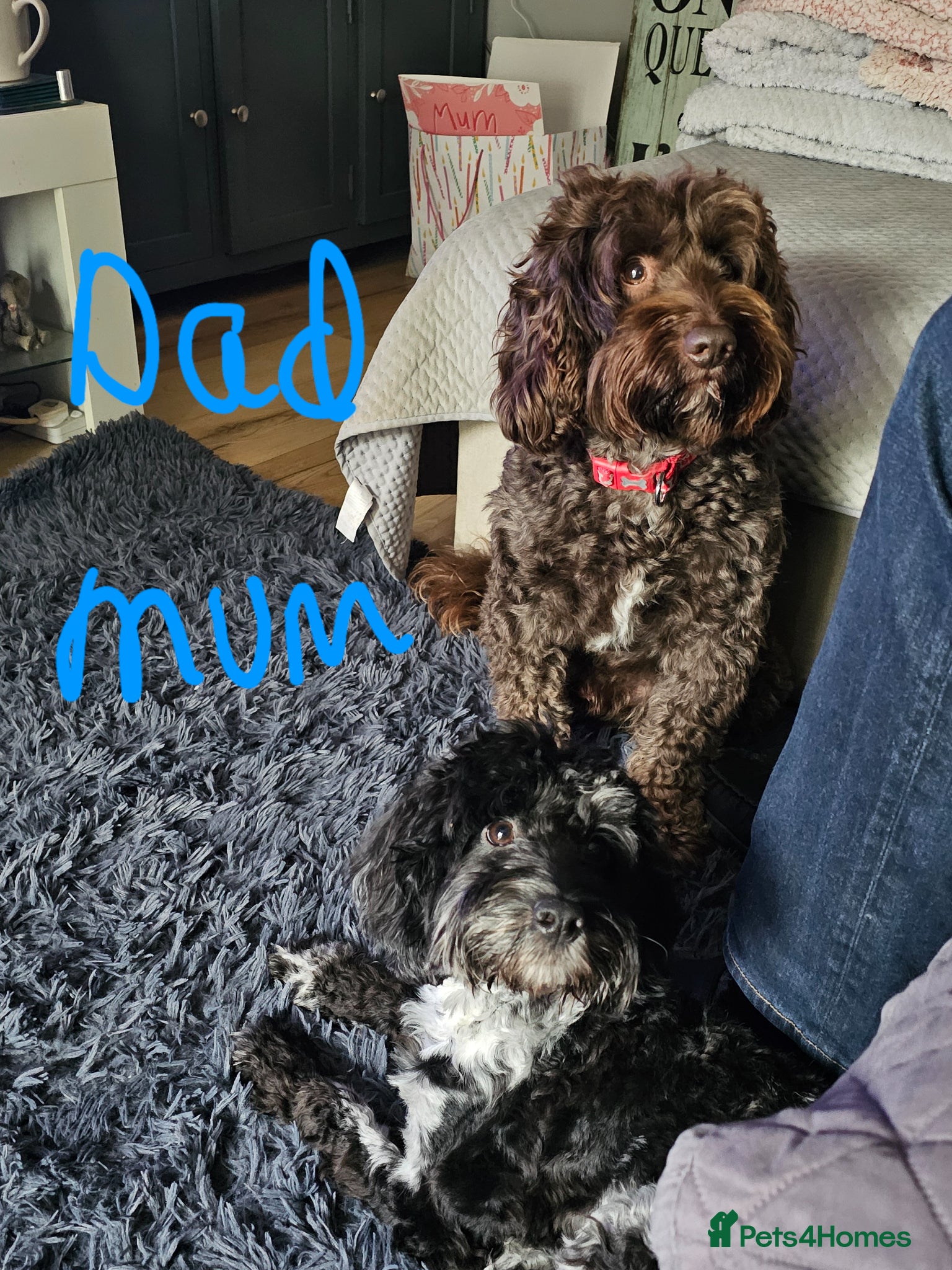 Cockapoo dogs Beautiful Miniature merle cockapoos - Advert 2