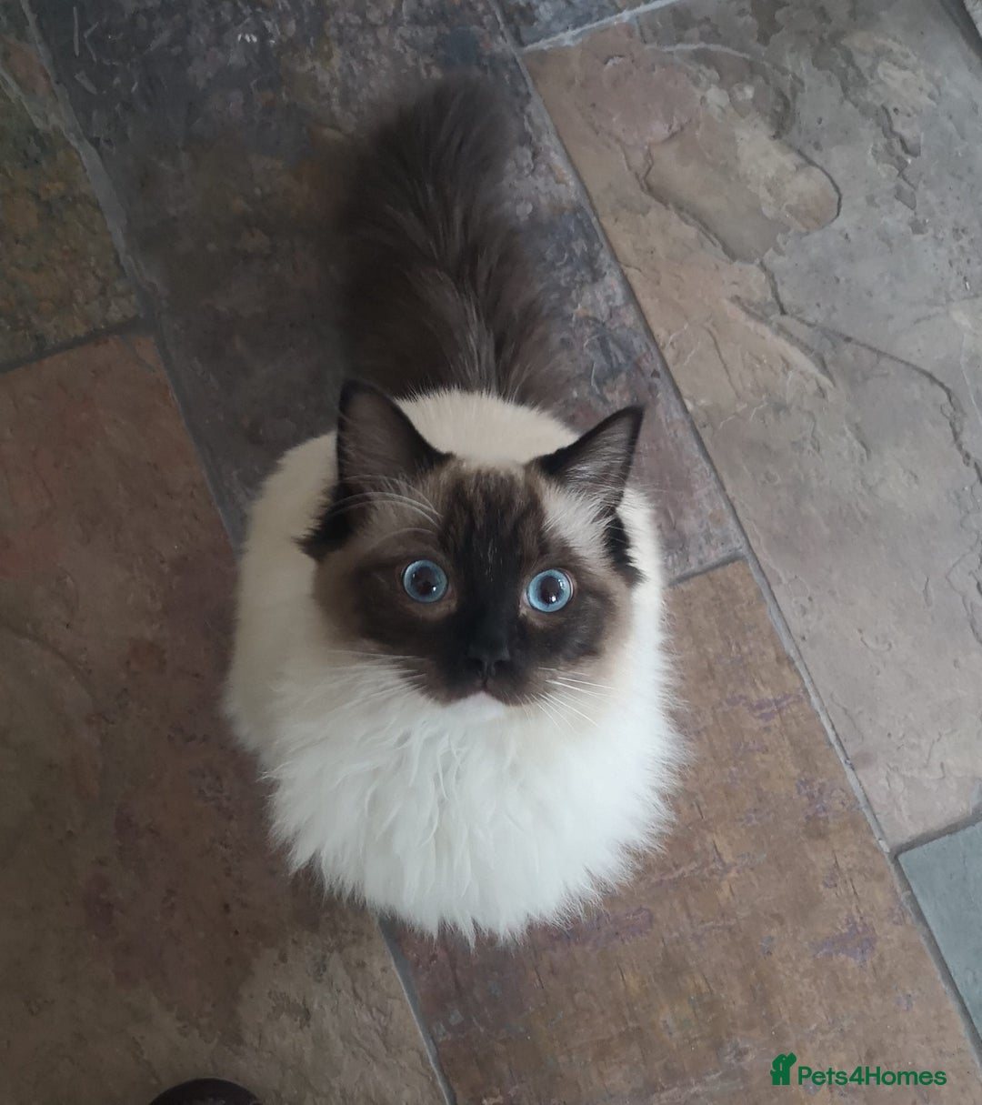 Ragdoll cats for sale: Smokey - Advert 7