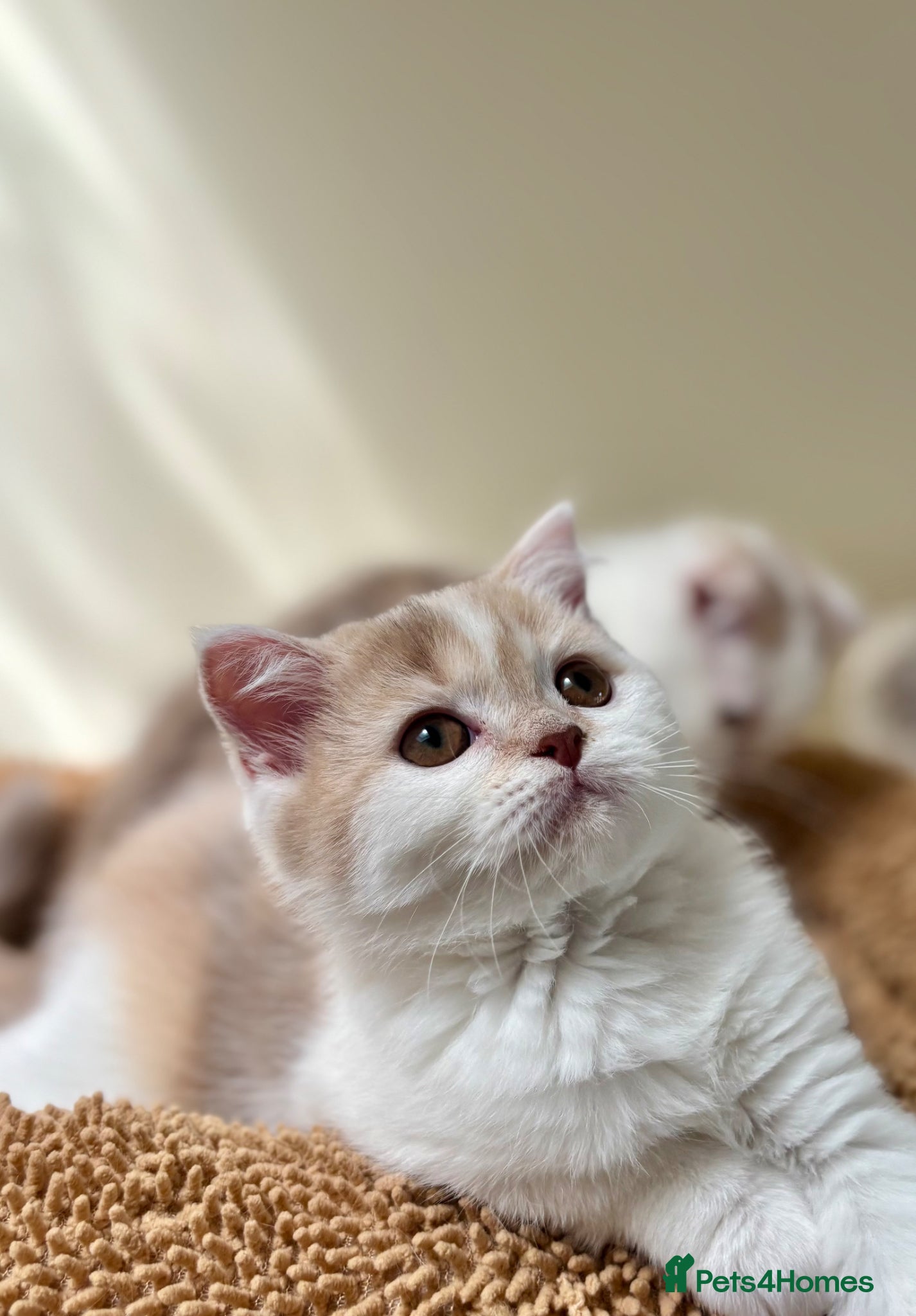 Scottish Fold cats for sale: Pedigree Adorable Scottish Fold Kittens  - Advert 8