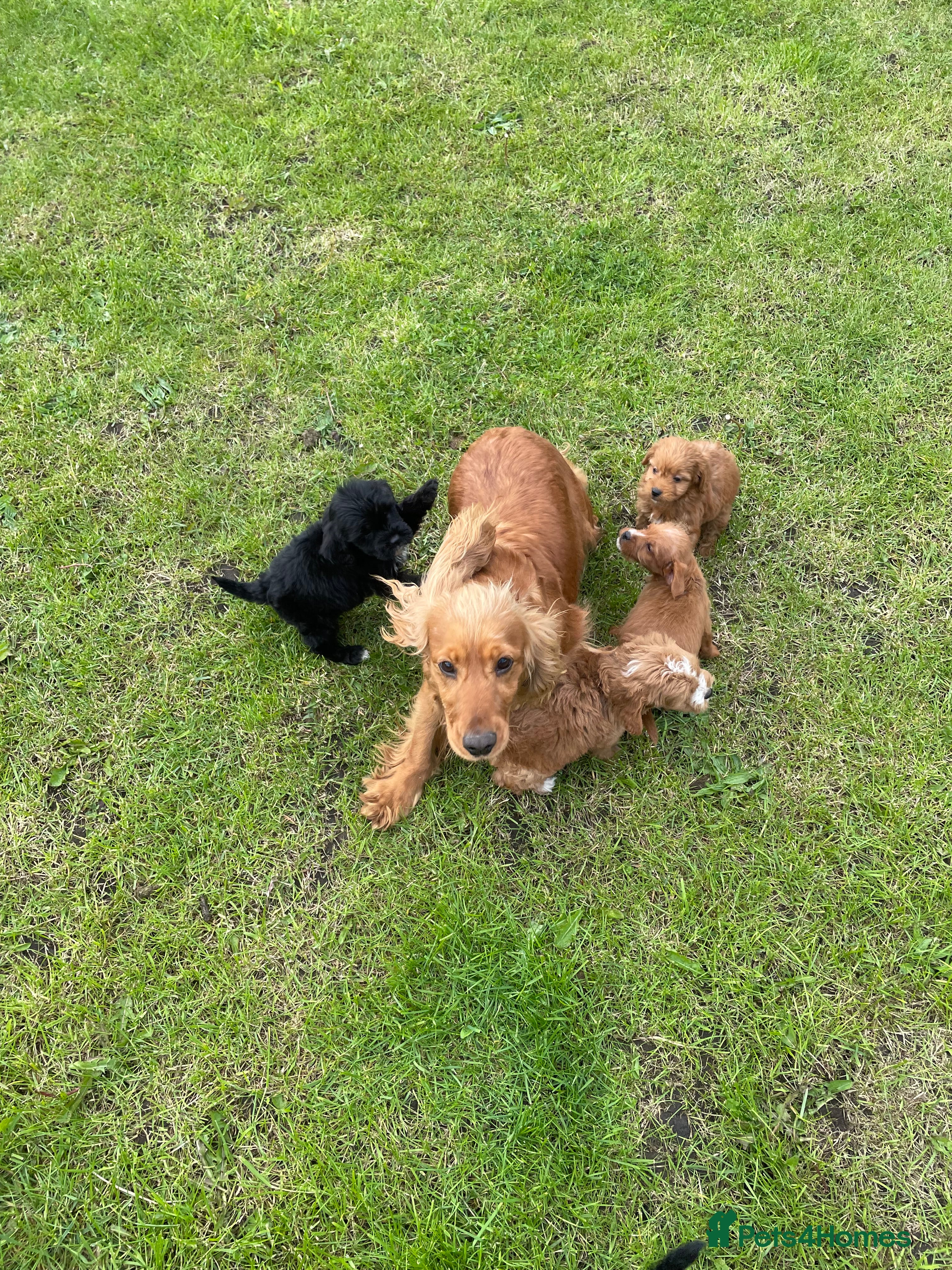 Cockapoo dogs Cockapoo puppies for sale - Advert 2