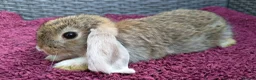 Mini Lop rabbits for sale: Cute French x Mini Lop Ready to Go!!! - Advert 10