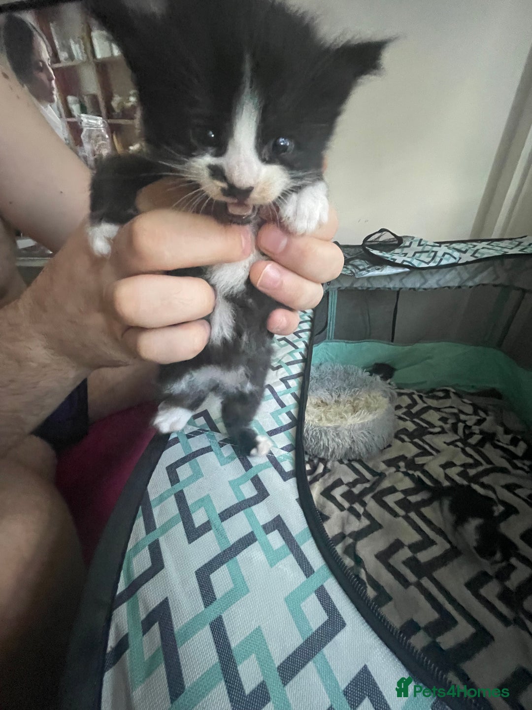 Turkish Angora cats for sale: Turkish angora kittens  - Image 5