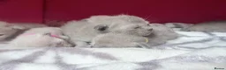 Burmese cats for sale: GCCF registered - Home Raised Burmese Kittens - Advert 8