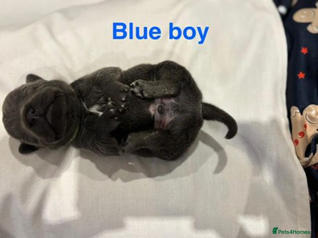 Staffordshire Bull Terrier dogs for sale: Champion Bloodline Stafforshire Bull Terrier Pups - Advert 4