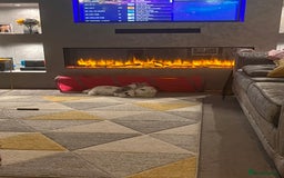 Angora rabbits for sale: Gorgeous bonded English angoras x2  - Image 4