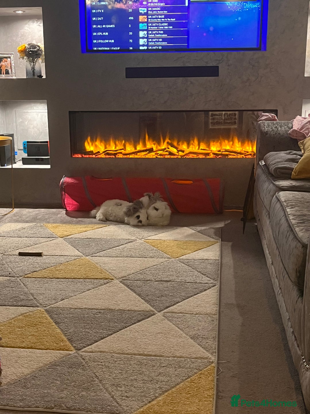 Angora rabbits for sale: Gorgeous bonded English angoras x2  - Image 4