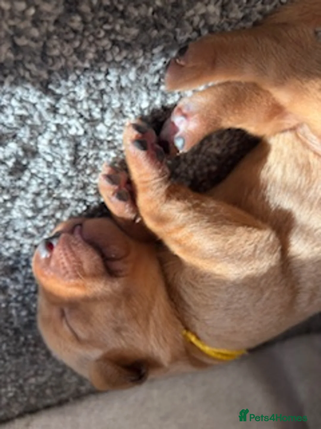 Labrador Retriever dogs for sale: Red Fox Labrador - Advert 8