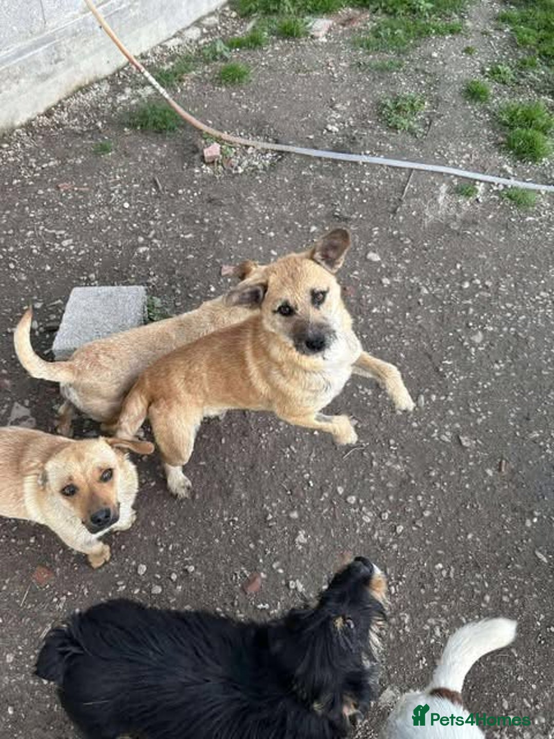 Mixed Breed dogs for adoption: Rescue boy Ethan is looking for his forever home - Advert 32