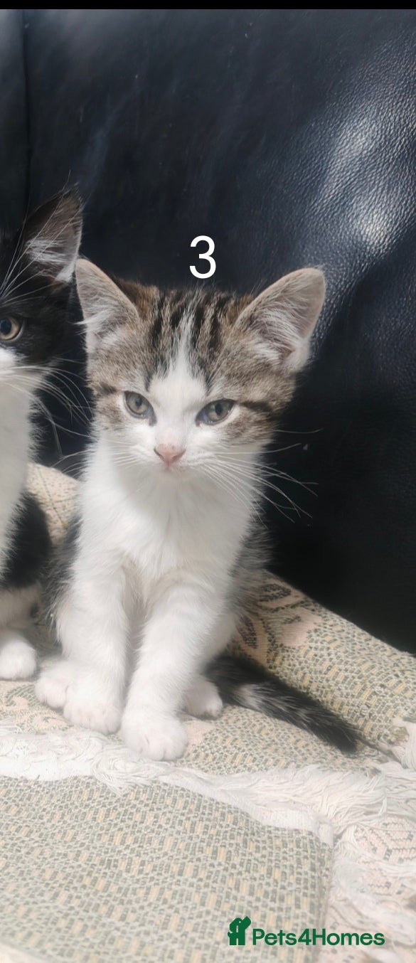 Mixed Breed cats Adorable kittens for sale.  - Advert 18