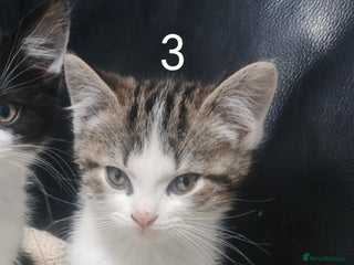 Mixed Breed cats Kittens for sale! - Advert 8