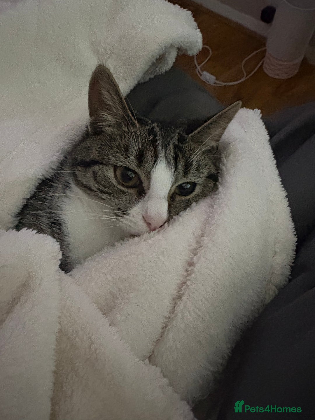 Domestic Shorthair cats for adoption: Dolcie  - Advert 1