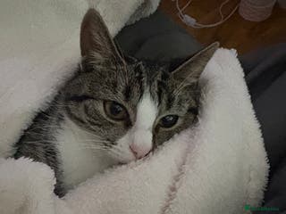 Domestic Shorthair cats Dolcie - Advert 1