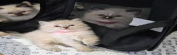 Ragdoll cats for sale: Ragdoll Kittens  in Newport - Advert 10