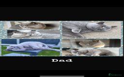 British Shorthair cats for sale: Beautiful British shorthair girl ready now - Advert 12