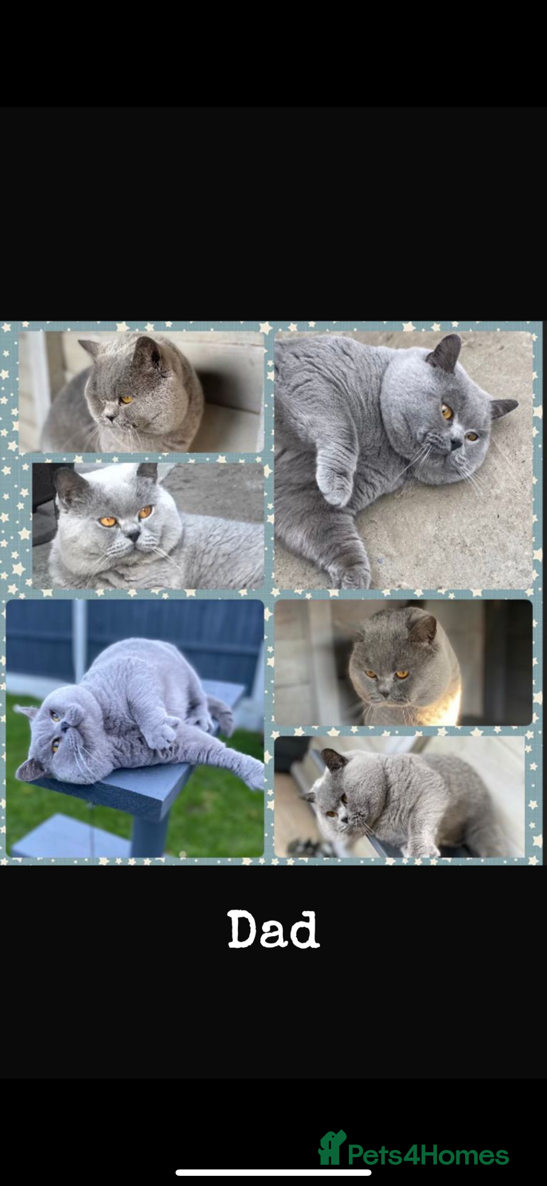 British Shorthair cats for sale: Beautiful British shorthair girl ready now - Advert 12