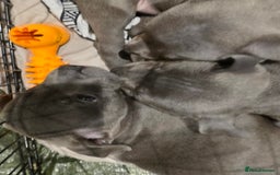 Staffordshire Bull Terrier dogs for sale: **COLLECT SAT 02/08**Blue Staffs KC Registered - Image 33