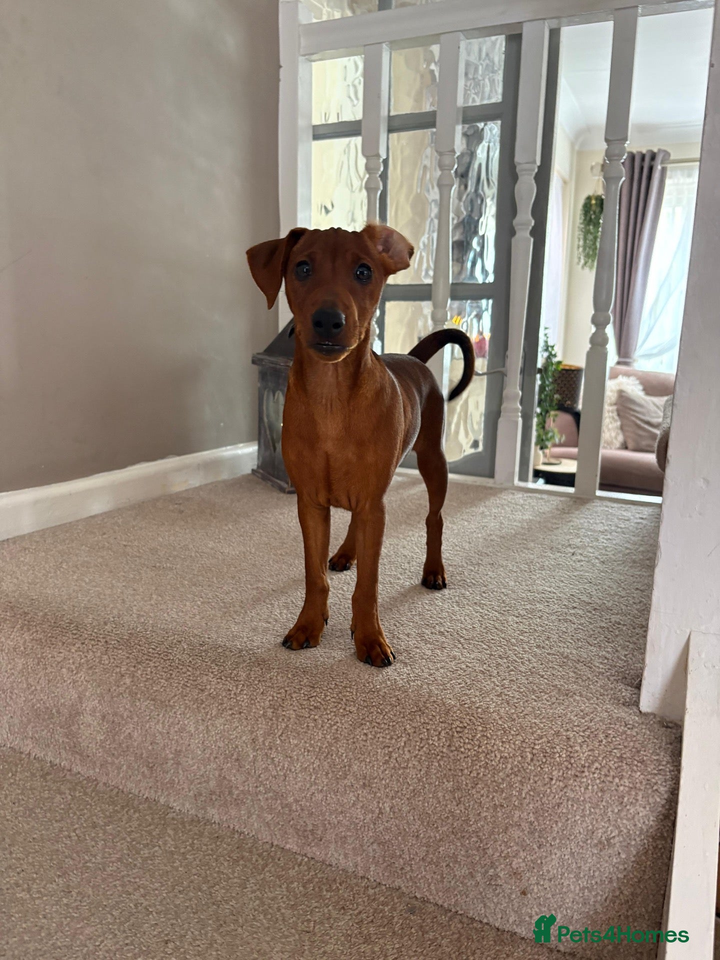 Miniature Pinscher dogs 16 week Miniature Pincher  - Advert 6