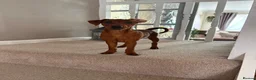 Miniature Pinscher dogs for sale: 16 week Miniature Pincher  in Sutton Coldfield - Advert 1