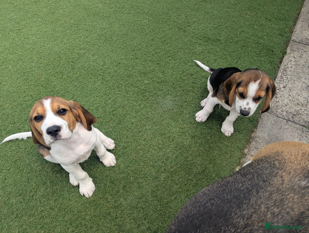 Beagle dogs for sale: Adorable Beagle Puppies  in Leicester - Advert 2