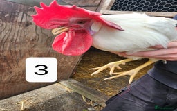 Chickens poultry for sale: Trios of pure bred chicken breeds - Image 18