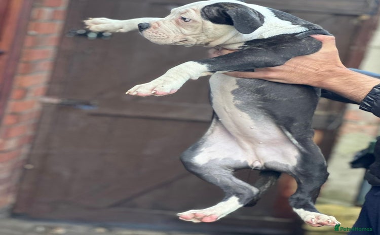 American Bulldog dogs - Advert 1