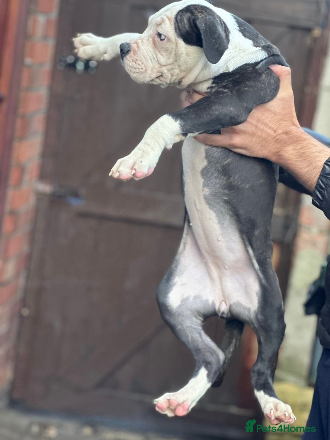 American Bulldog dogs for sale: Last Female American bulldog puppy left - Image 1