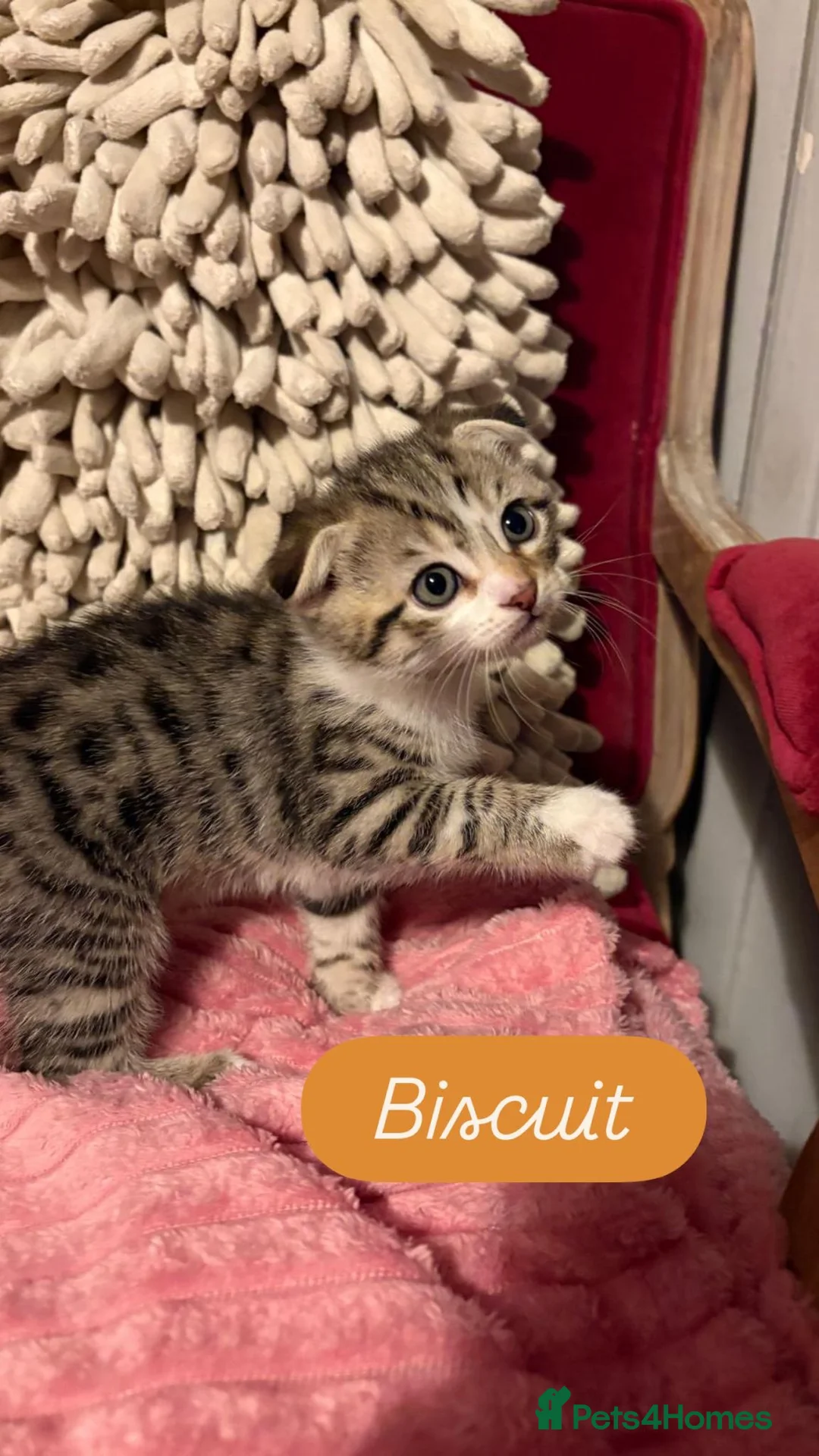 Scottish Fold cats for sale: 3 Beautiful ScottishFold TabbiesStripesSpotsFolded - Advert 3