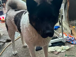 Japanese Akita Inu dogs Akita - Advert 10