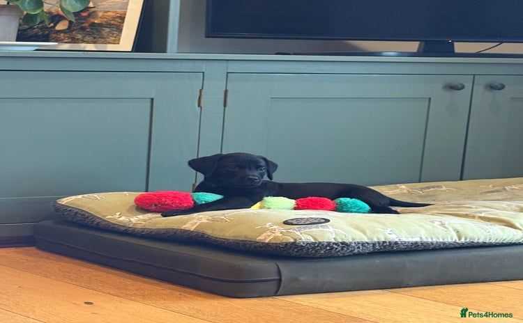 Labrador Retriever dogs Family Friendly Working KC Reg Pups  - Advert 1