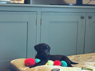 Labrador Retriever dogs Family Friendly Working KC Reg Pups - Advert 8