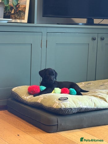 Labrador Retriever dogs Family Friendly Working KC Reg Pups - Advert 1